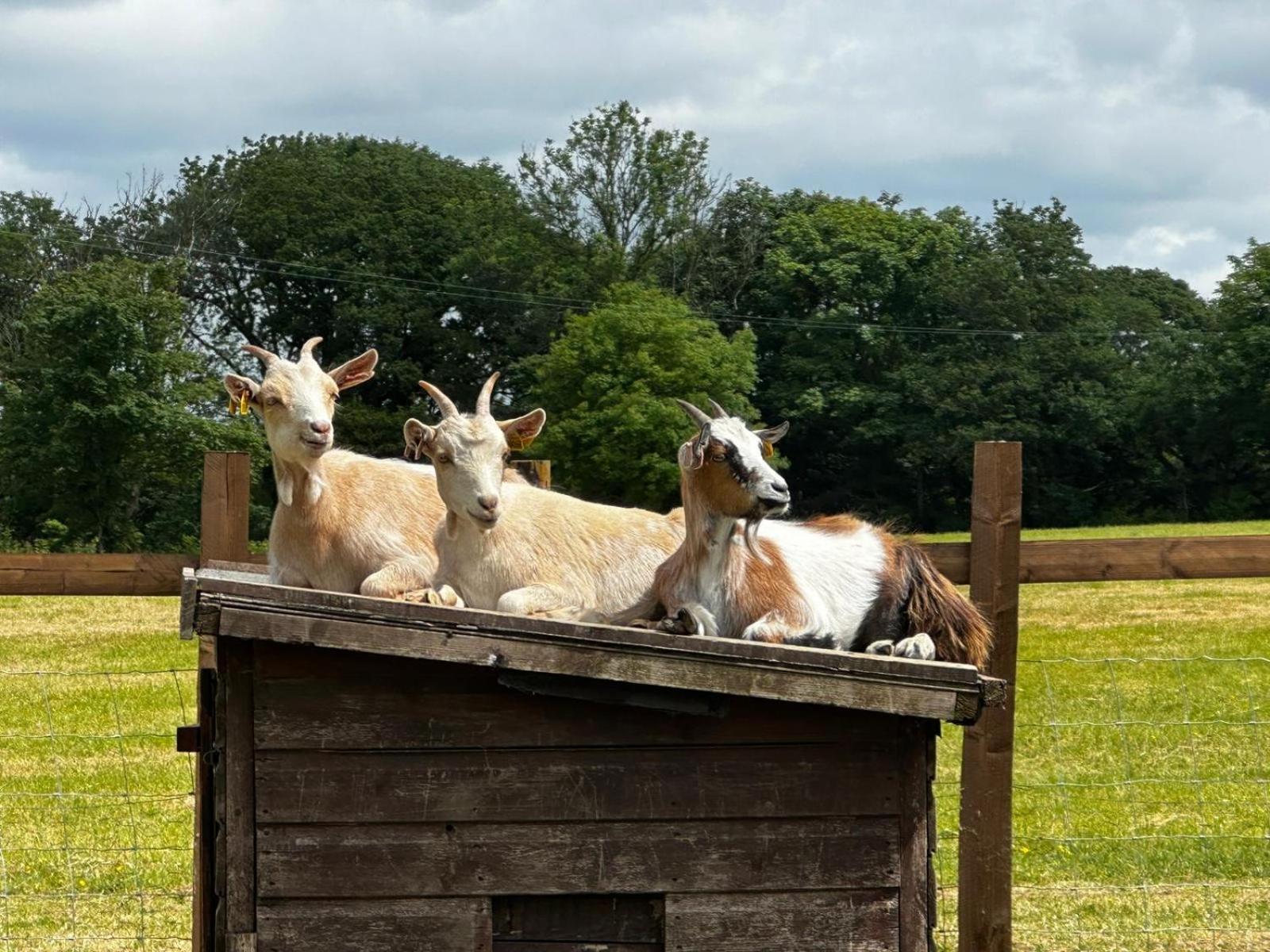 The Cow Shed Apartman Narberth Kültér fotó